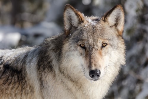 a gray wolf looking at the camera
