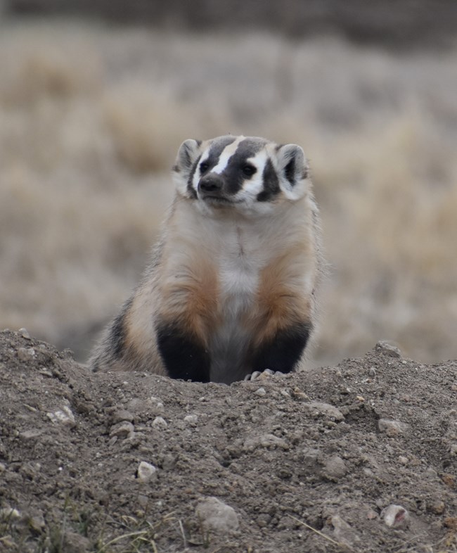 A black and grey badger sits on top of a dirt burrow.