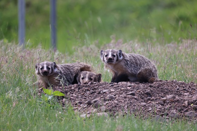 Badger and two cubs sitting on top of their den.