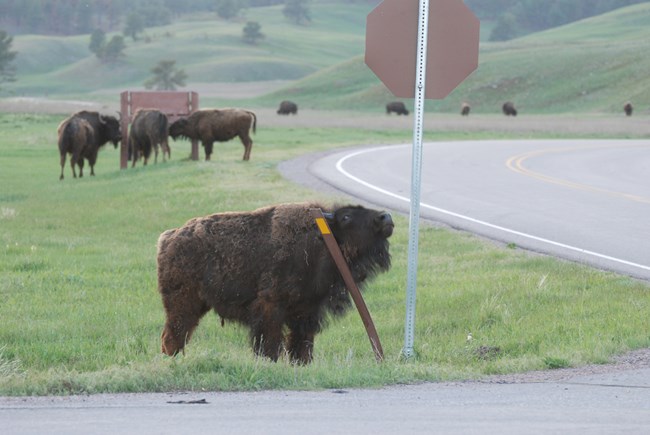 a young bison rubbing its neck against a metal stake, the stake is bending under the weight