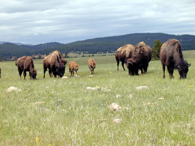 a herd of several adult bison and two small orange bison calves in a green prairie meadow