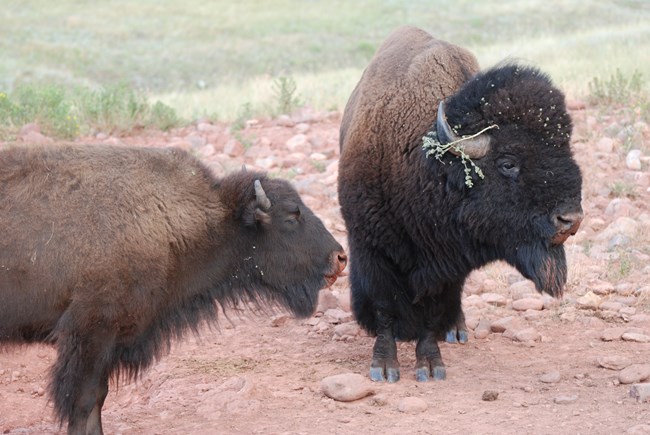 an adult male and female bison stand in an orange patch of dirt, their noses are orange with mud
