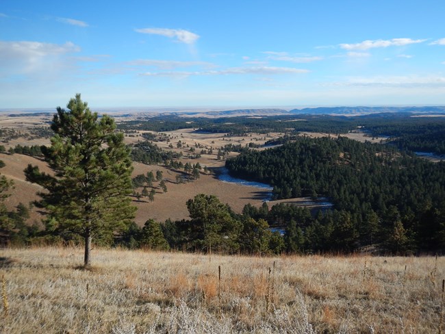 A ponderosa pine tree and forest stands in the background.