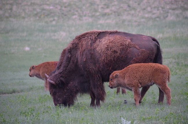 Bison mother and calf graze in the grass