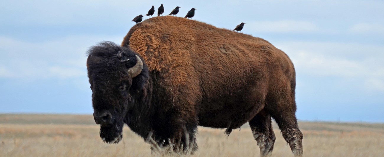 male bison with six small birds on its back