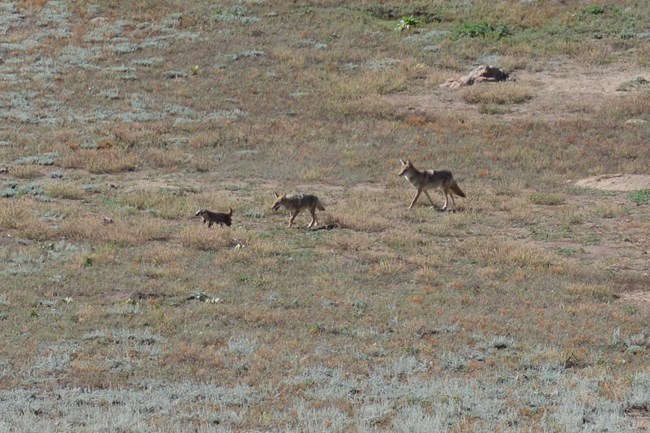 A badger and two coyotes hunt on a prairie together.