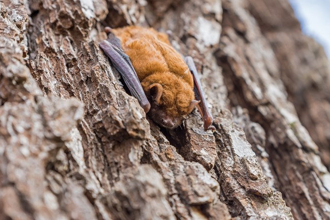 A reddish-brown bat with wings folded clinging to the rough bark of a tree.