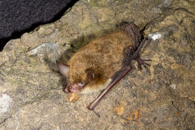 A brown-colored bat facing to the left with long ears perched on a rock.
