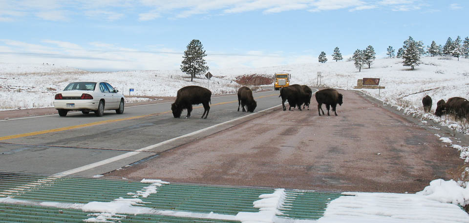 In the middle of the photo are several bison, licking the road, blocking the right lane. A car drives around them to the left, with a large truck driving toward the car farther down in the same lane.