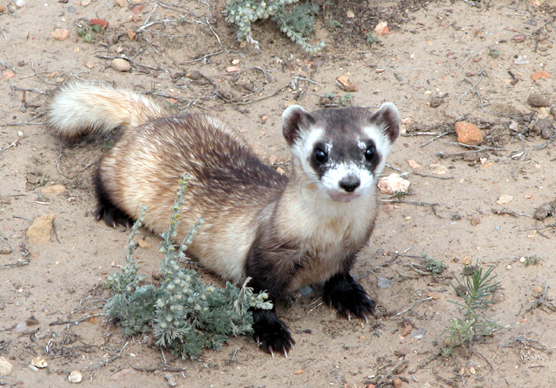 Black-footed ferret shown in Wind Cave National Park.