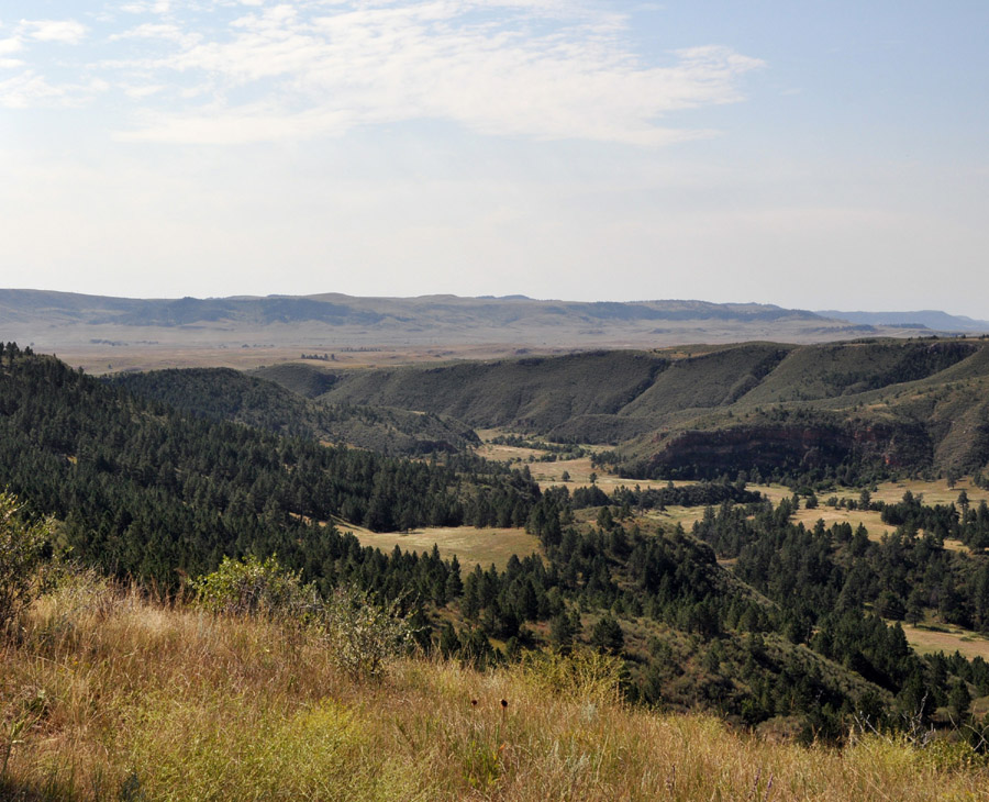 Landscape photograph of Casey property, featuring prairie and pine forest
