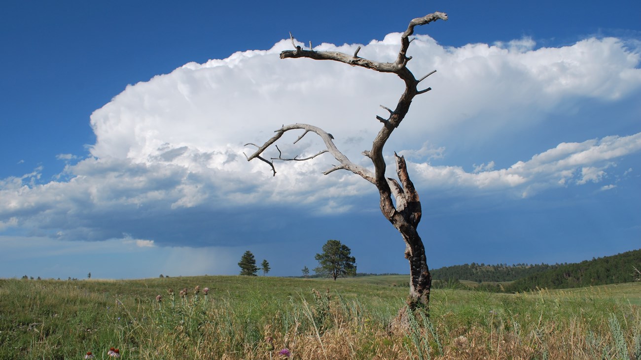 tall storm clouds building in the distance over a green prairie with rolling hills, a charred dead tree stands in the foreground