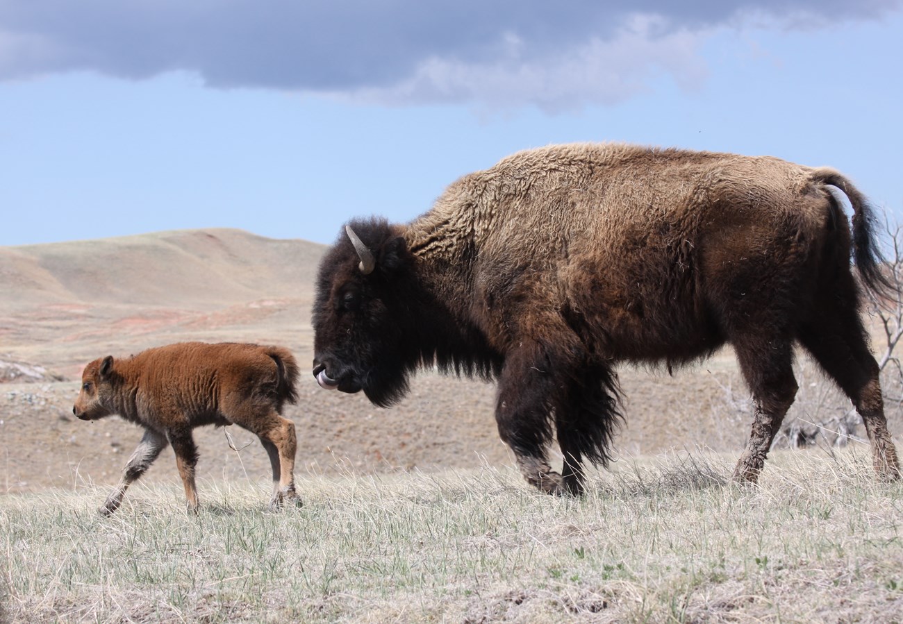 Bison mother licking her nose while she follows her baby