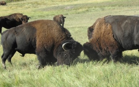 two bison bulls clash horns