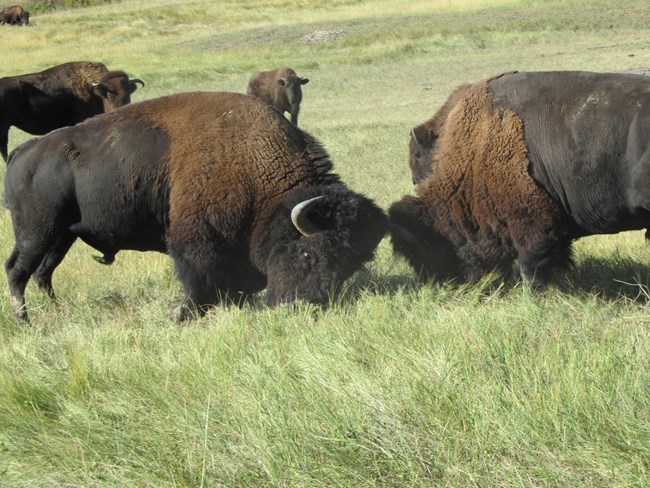 Two male bison fighting with each other head to head while other bison look on in the background.