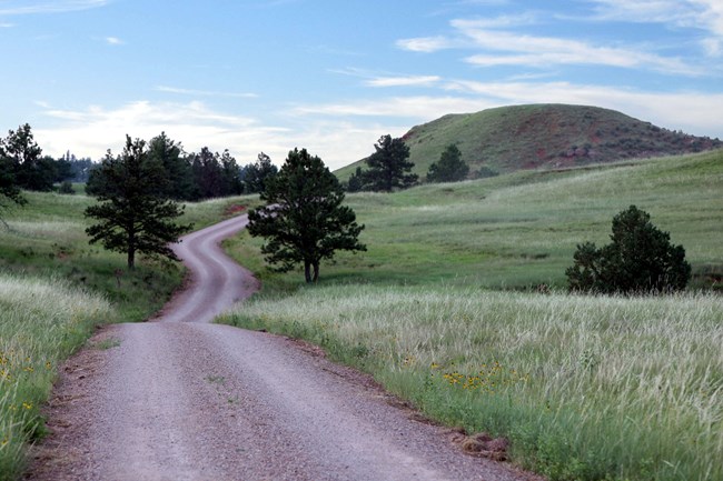 a gravel road meandering through the prairie dotted with a few pine trees
