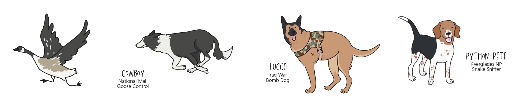 Illustrations of dogs running across bottom of page. A collie dog chases a goose. Cowboy national mall goose control. German Shepard with three legs. Lucca Iraq war bomb dog. Beagle with mouth open. Python Pete Everglades Snake sniffer.