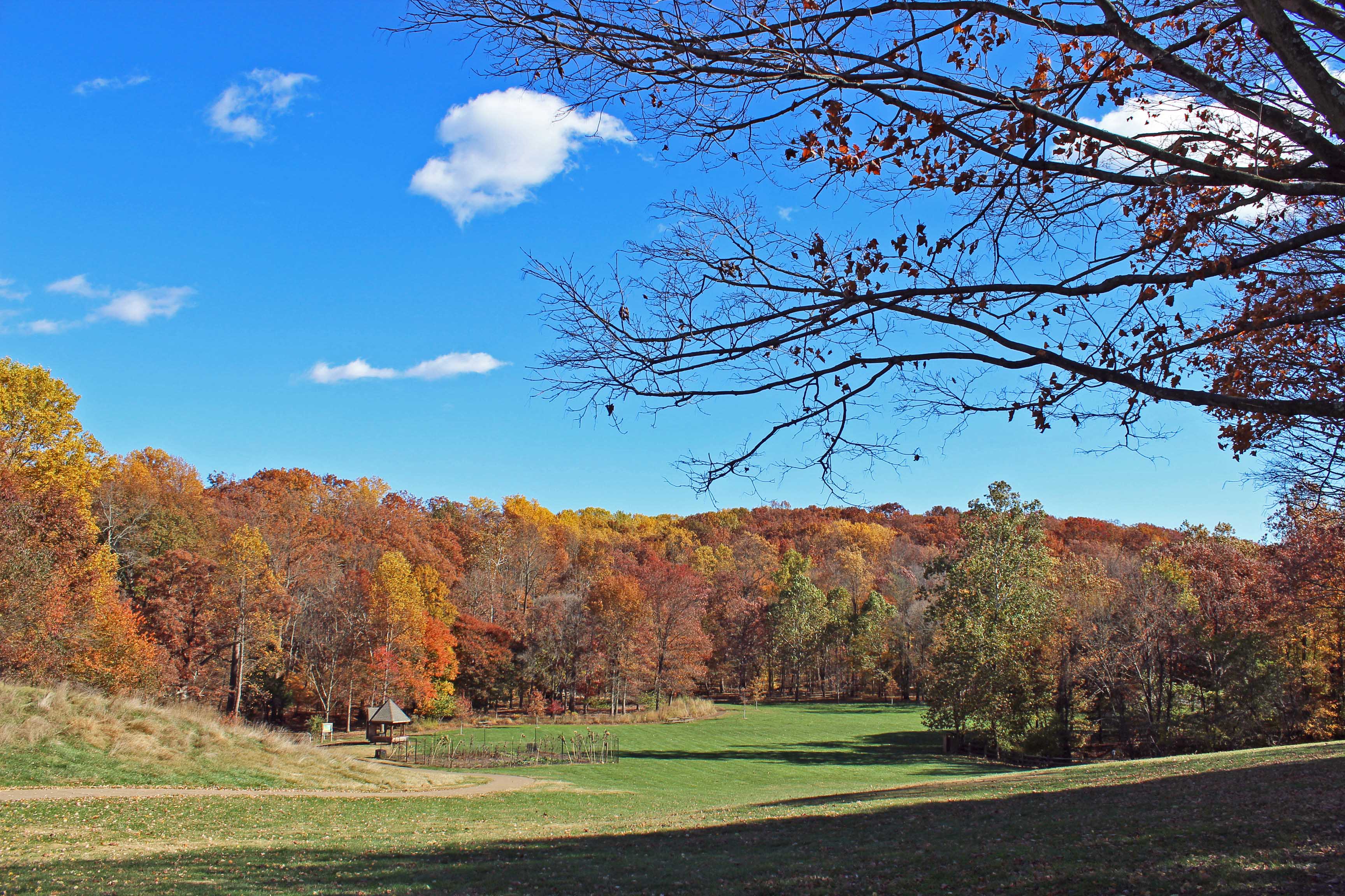Fall colors on display in the Meadow.
