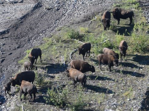 Bison herd aerial view