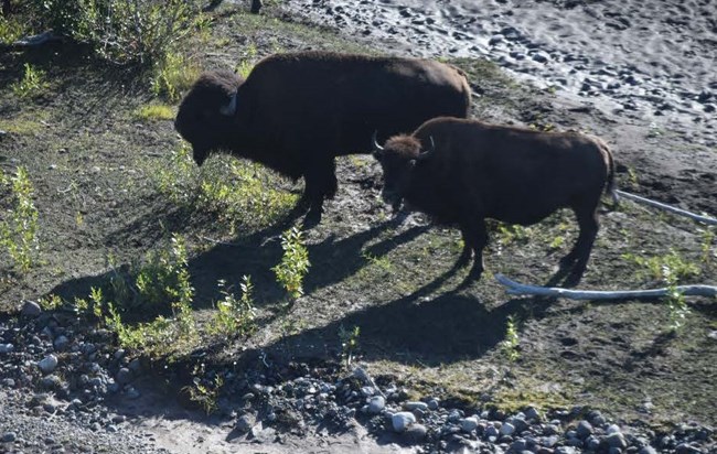 Two Bison walking near a stream