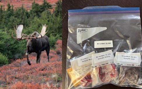 Moose with antlers and test kit for hunters