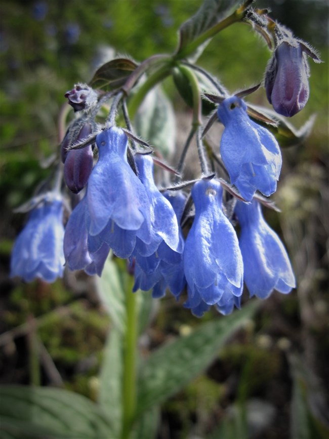 Chiming Bells