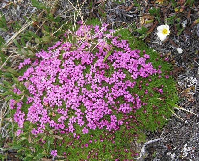 Moss Campion