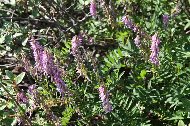 Eskimo Potato Scraggly pink flowers against a background of green leaves