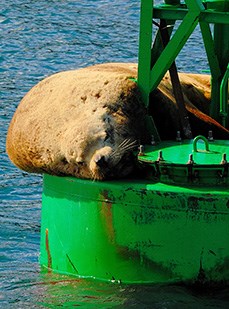 Steller Sea Lion lying on a buoy that is floating in the ocean