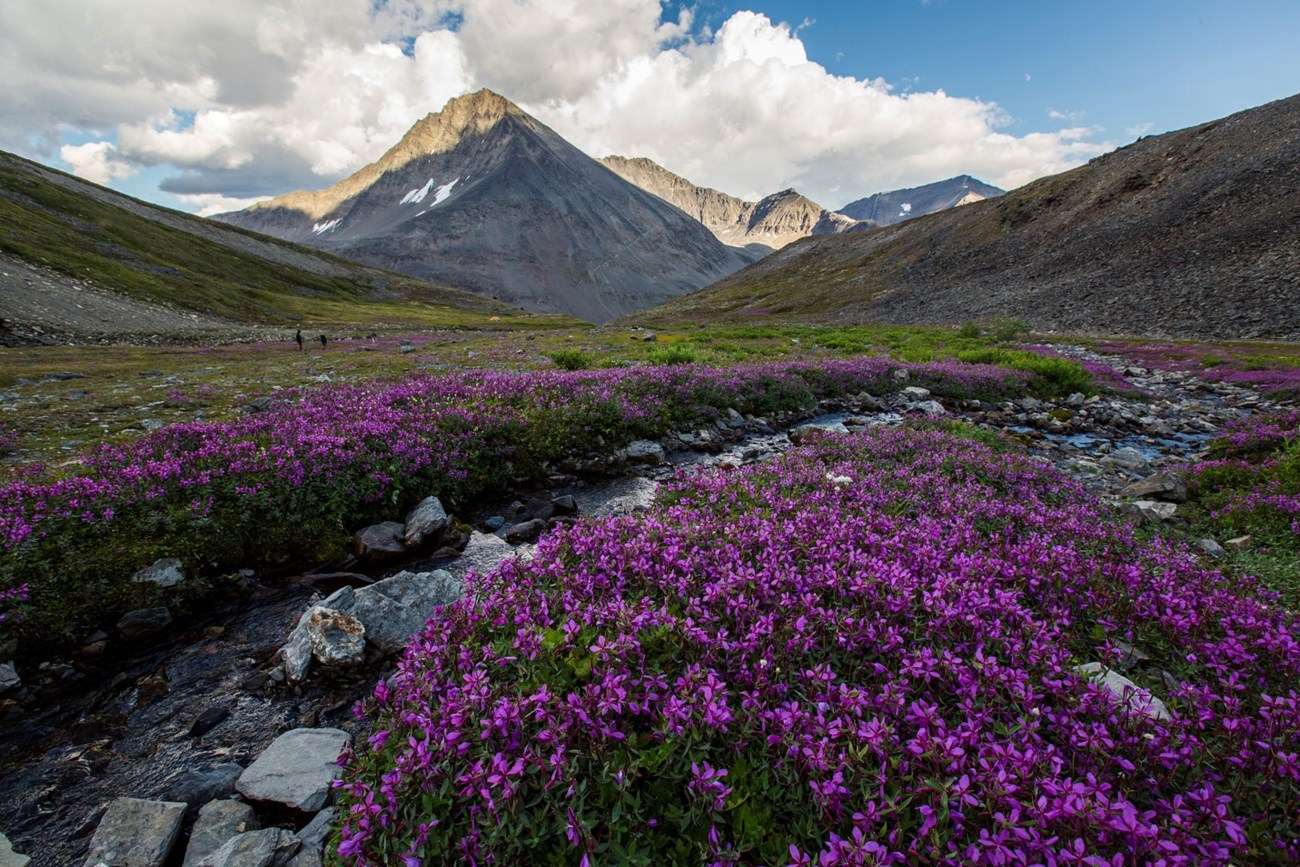 Dwarf Fireweed line a small creek with distant hikers and mountains in the background