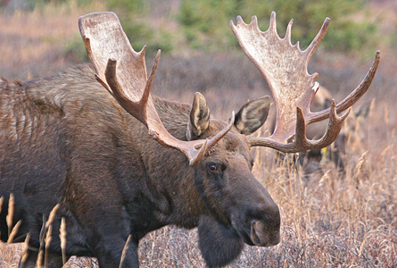 Large bull moose in a grass field