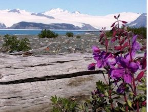 Icy Bay and Dwarf Fireweed