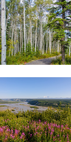 One image with view fireweed in the foreground and the Copper River and Mt. Drum in background. One image of Boreal Forest in fall with paved path.