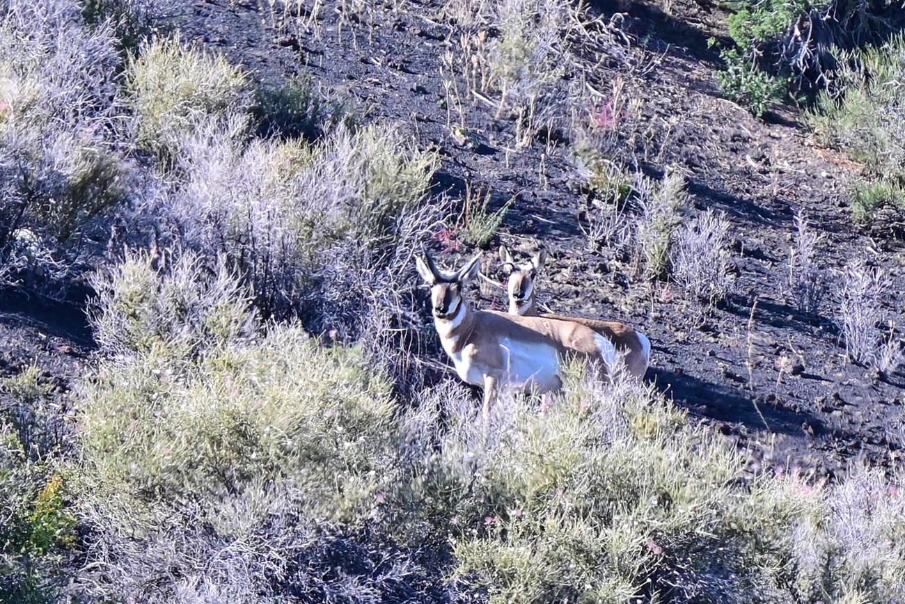 Pronghorn grazing on a desert hillside