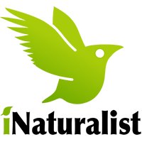 INaturalist Logo