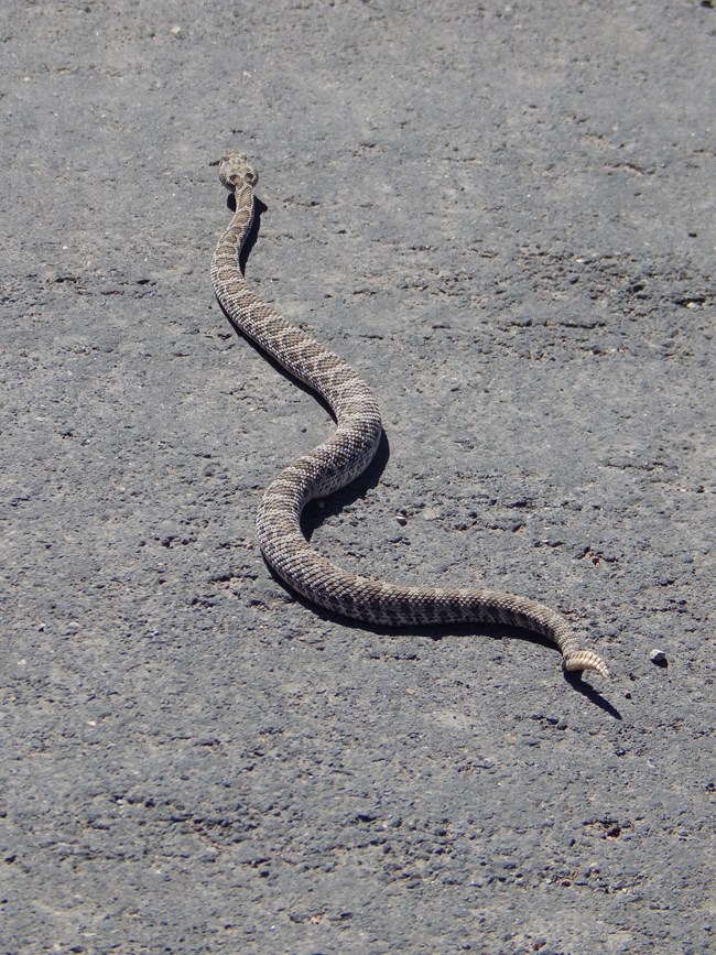 Prairie Rattlesnake moving along black pavement in an S shape.