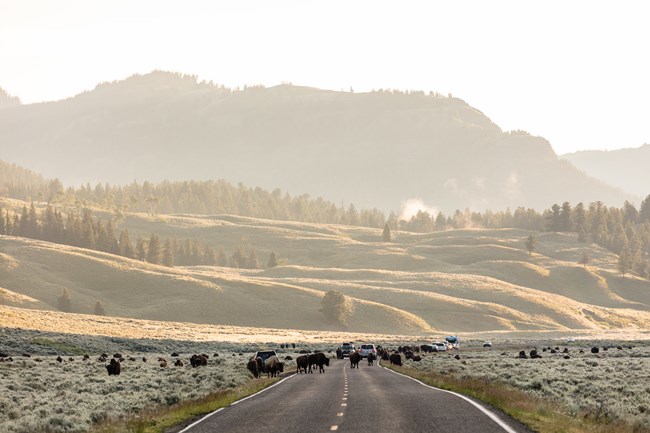 A group of bison standing on a paved roadway blocking vehicles