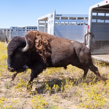 a bison leaping out of a trailer