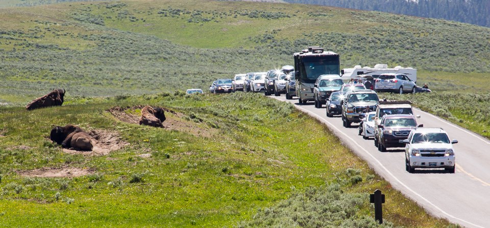 Traffic slows to a crawl as people pass some bison in Hayden Valley
