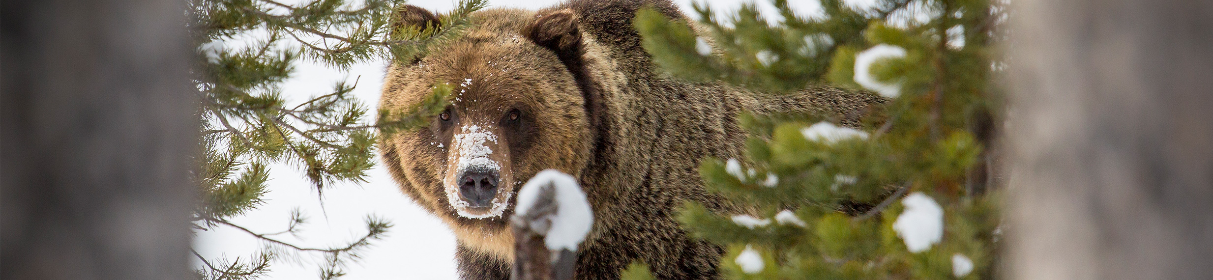 A grizzly bear with snow on its snout looks through the trees.