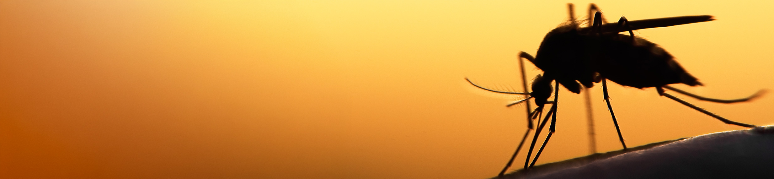 A silhouette of a mosquito