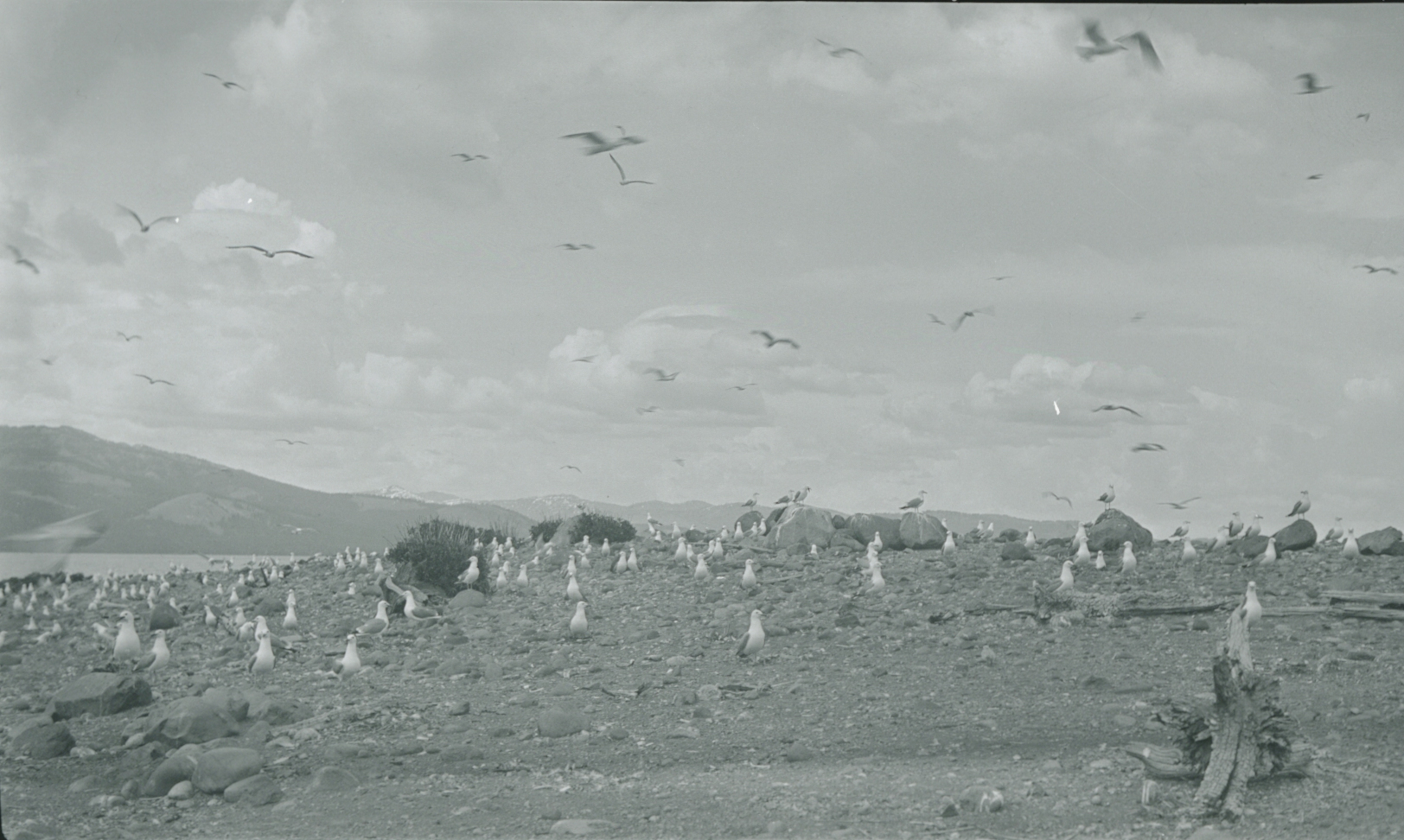 Barren island with birds flying and driftwood on the ground.