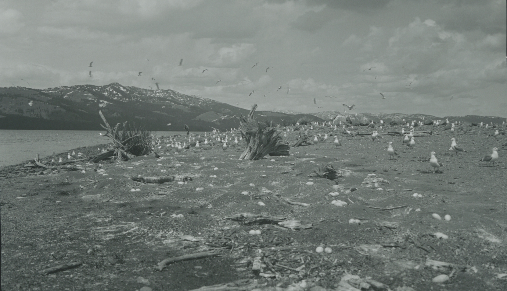 Lots of bird's nests and driftwood trees embedded onto island