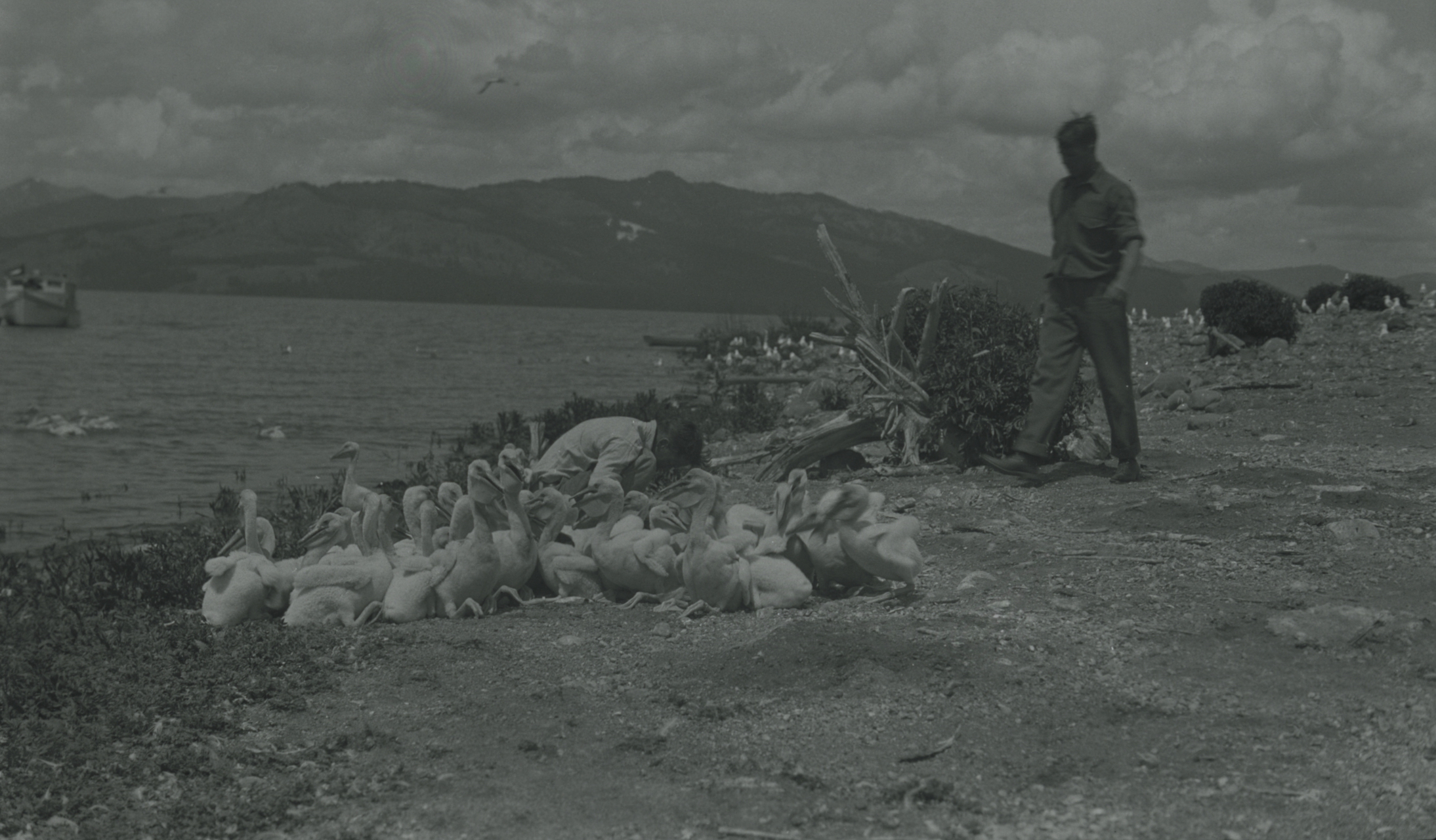 Rangers working with birds