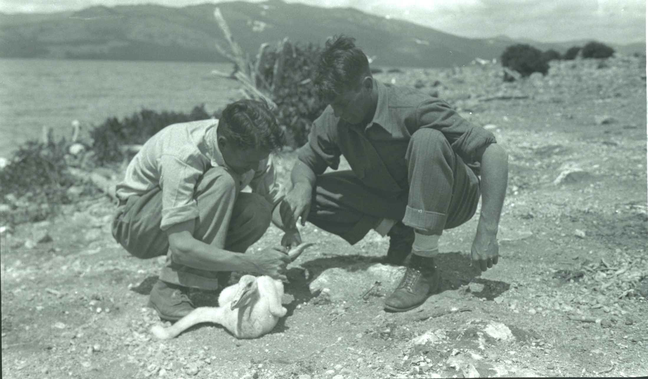 rangers putting leg bands on birds