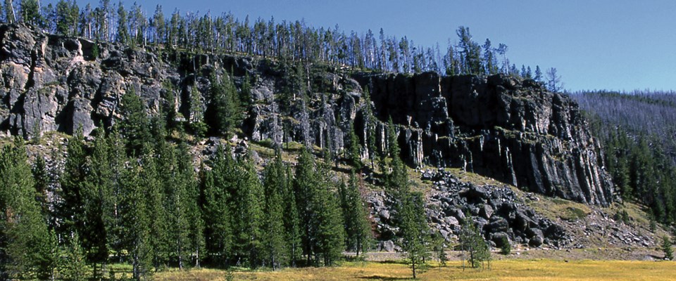Pine trees on top of a dark cliff at the edge of a meadow