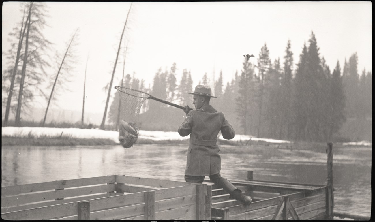 historic photo ranger with fish in net
