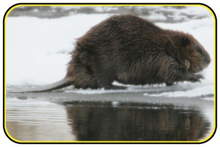 A beaver standing on an icy shore near water.