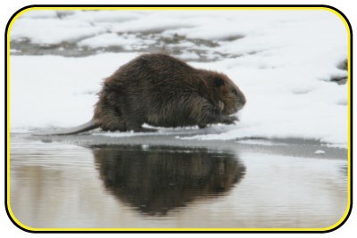 A beaver stands on an icy shoreline.