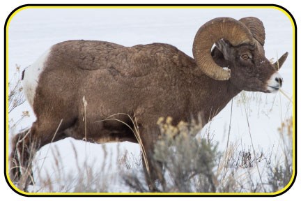 Close-up of a bighorn sheep ram with curled horns